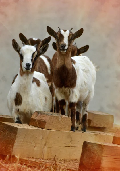 Grupo de cabras — Foto de Stock
