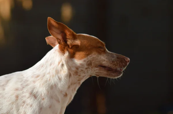 Singolo cane piccolo — Foto Stock