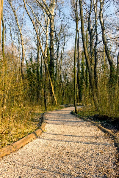 Orman yolu — Stok fotoğraf