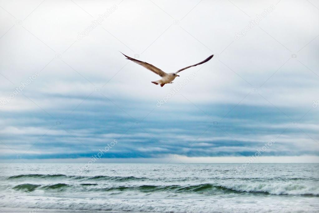 Image result for seagulls flying