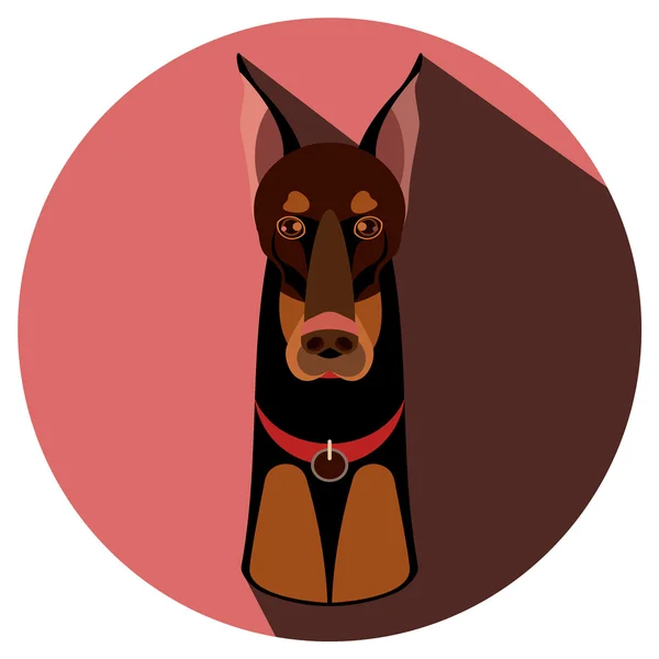 Dog Doberman Pinscher. flat illustration. — Stock Vector