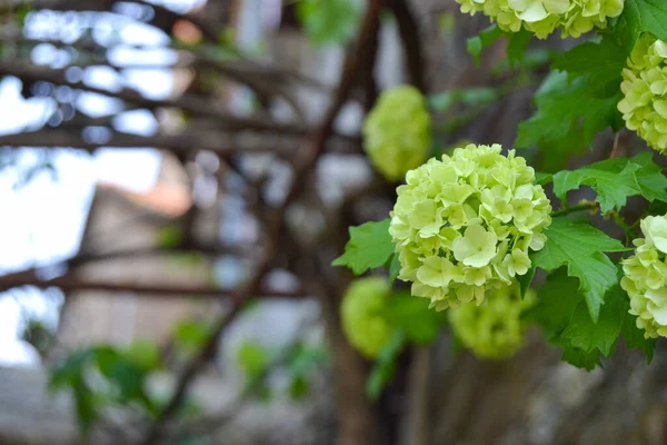 緑のアジサイ花を閉じます — ストック写真