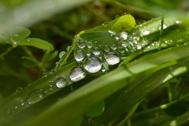 Yeşil çimen yaprağının üstündeki damlaların üst görüntüsü. Yağmur damlalarındaki çayır çimenleri. ekoloji, dünya günü, arka plan