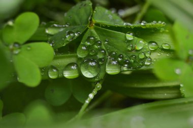 Yeşil çimen yaprağının üstündeki damlaların üst görüntüsü. Yağmur damlalarındaki çayır çimenleri. ekoloji, dünya günü, arka plan