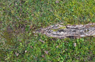 Kökleri ve kuru yaprakları olan yeşil çimen dokusu ve arka plan