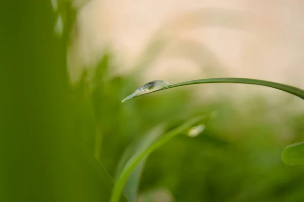 top view to the drops on green grass leaf close up. meadow grass in drops rain. ecology, earth day, background