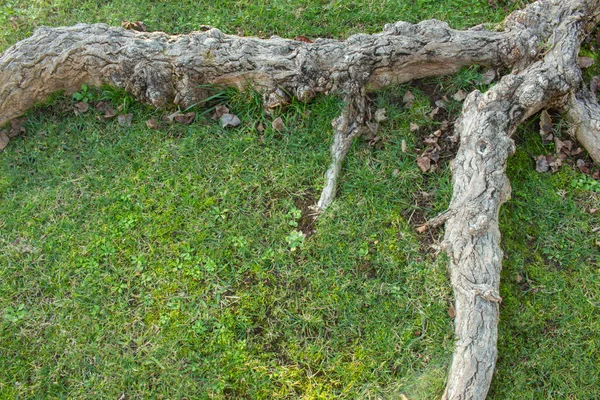 Grünes Gras Und Hintergrund Mit Wurzeln Und Einigen Trockenen Blättern — Stockfoto