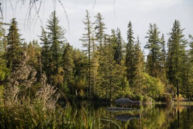 STRBSKE PLESO, SLOVAKIA - SEP 26, 2020: endemik Sih Marena balık türlerinin ahşap modeli. Strbske Pleso Gölü büyük ihtimalle bu balığın dünyada bulunabileceği son yer..