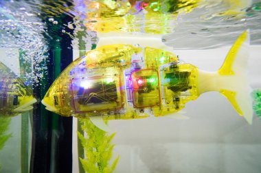 BRATISLAVA, SLOVAKIA - OCT 25, 2019: robot balık MIRO - Bratislava, Slovakya 'daki alışveriş merkezindeki ziyaretçilere sunulan ilk biyometrik akvaryum balığı
