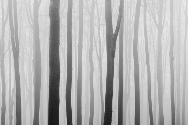 Winter Forest Trees Mist Black White Image — Stock Photo, Image