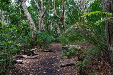 Jozani Ulusal Parkı, Zanzibar Adası, Tanzanya 'daki tropikal yağmur ormanlarından geçen yol