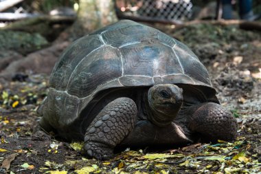 Aldabra dev kaplumbağası kaplumbağa sığınağında, Zanzibar Hapishanesi 'nde.
