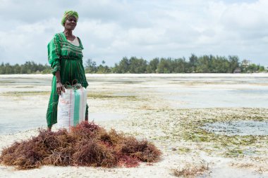 JAMBIANI, ZANZIBAR - 18 DEC 2017: Jambiani köyü yakınlarındaki Zanzibar adasının sığ ve berrak sularında ekili yosun toplayan kimliği belirsiz kadın