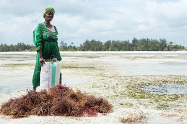 JAMBIANI, ZANZIBAR - DEC 18, 2017: Unidentified woman harvesting cultivated seaweed in the shallow, clear coastal waters of Zanzibar island, near Jambiani village clipart