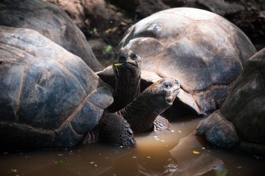 Kaplumbağa barınağındaki dev Aldabra kaplumbağaları, Zanzibar Hapishanesi 'nde.