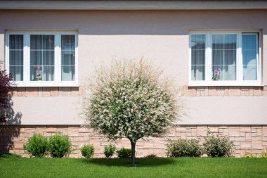 Bahçesinde pembe çiçekler olan güzel Hakuro Nishiki söğüdü