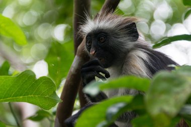 Nesli tükenmekte olan Zanzibar kırmızı kolobus maymunu (Procolobus kirkii), Jozani ormanı, Zanzibar adası, Tanzanya