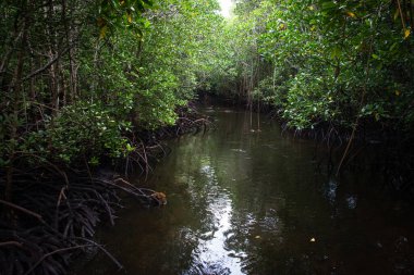 Jozani Chwaka Körfezi 'ndeki Mangrove Ormanı Ulusal Parkı, Zanzibar, Tanzanya