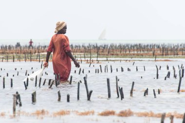 JAMBIANI, ZANZIBAR - DEC 20, 2017: Local woman harvesting cultivated seaweed in the shallow, clear coastal waters of Zanzibar island, near Jambiani village clipart
