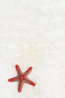 Kumsalda deniz yıldızı