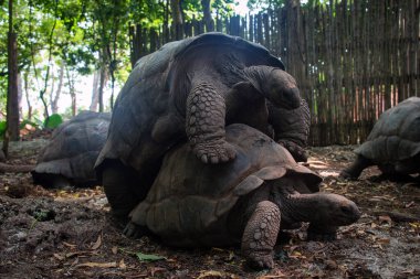 Kaplumbağa barınağında çiftleşen dev Aldabra kaplumbağaları, Zanzibar Hapishanesi 'nde.