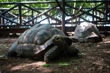 Kaplumbağa barınağındaki dev Aldabra kaplumbağaları, Zanzibar Hapishanesi 'nde.