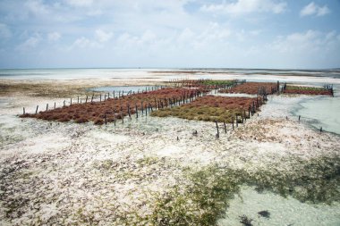 Deniz yosunu çiftliğinde sıra sıra yosun, Jambiani, Zanzibar, Tanzanya