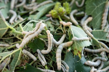 Dut yaprağı yiyen ipek böcekleri.