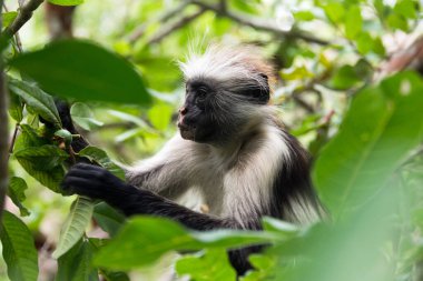 Nesli tükenmekte olan Zanzibar kırmızı kolobus maymunu (Procolobus kirkii), Jozani ormanı, Zanzibar adası, Tanzanya