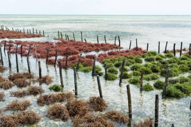 Deniz yosunu çiftliğinde sıra sıra yosun, Jambiani, Zanzibar, Tanzanya