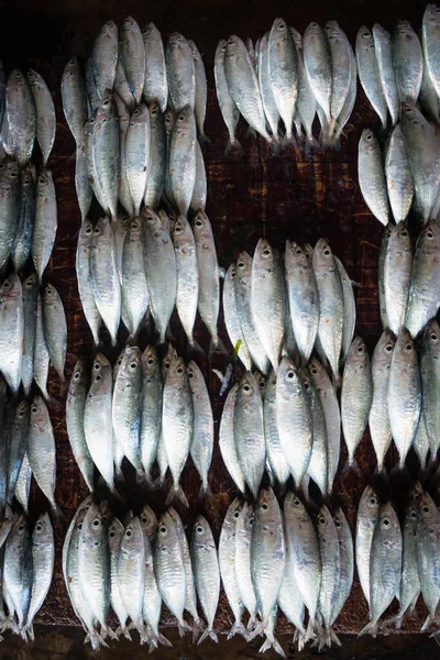 Deniz Ürünleri Pazarında Balık Grupları — Stok fotoğraf