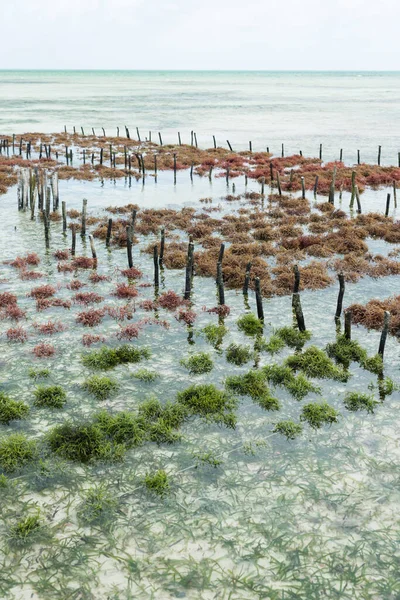 Rzędy Wodorostów Morskich Farmie Wodorostów Morskich Jambiani Wyspa Zanzibar Tanzania — Zdjęcie stockowe