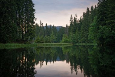 Vrbicke pleso tarn in green fir forest at sunrise, Slovakya. Alçak Tatras dağları