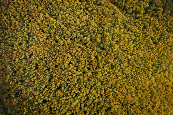 Luftaufnahme Des Waldes Herbstlichen Farben — Stockfoto