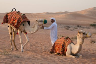 DUBAI, BAE - 18 Şubat 2018 Dubai yakınlarındaki çölde develeri olan bir Arap.