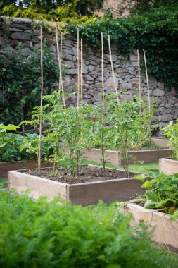 Taze otlar ve sebzelerden oluşan bahçelerde ahşap döşekler.