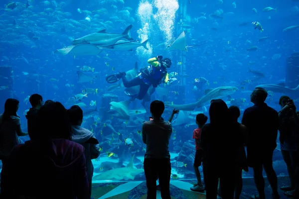 DUBAI, BAE - 14 Şubat 2018 Atlantis otelinde insanlar 60.000 'den fazla balıklı akvaryuma hayran. Akvaryumun kapasitesi 11 milyon litre sudur. Dubai, Birleşik Arap Emirlikleri
