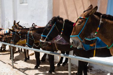 Yunanistan 'da taşımacılık için kullanılan Fira basamaklarında Santorini eşekleri