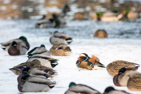 Pato Mandarín Solitario Grupo Patos Mallard Descansando Sobre Lago Congelado — Foto de Stock