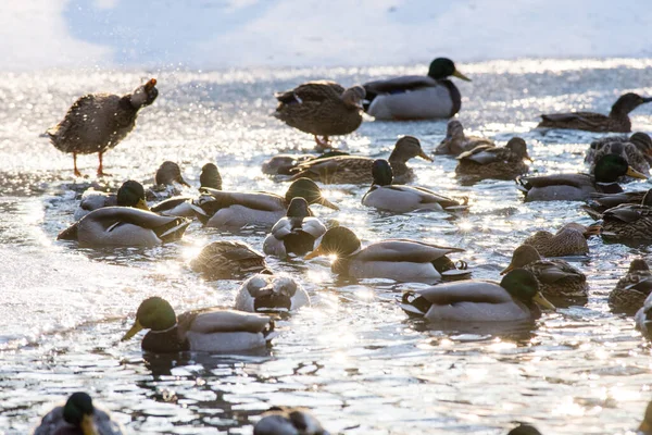 Mallard Patos Nadan Aguas Frías Del Lago Invierno — Foto de Stock