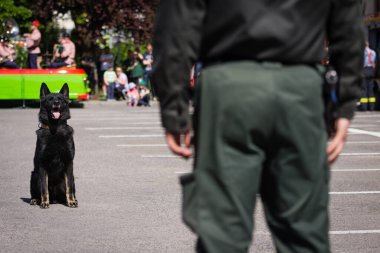 PEZINOK, SLOVAKIA - 8 Mayıs 2016: Pezinok, Slovakya 'da eğitimli polis köpeklerinin becerilerinin gösterimi