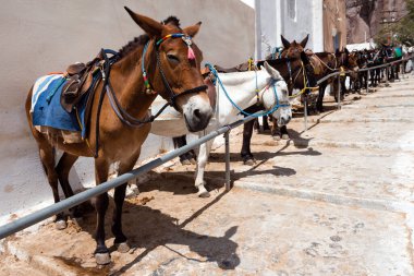 Yunanistan 'da taşımacılık için kullanılan Fira basamaklarında Santorini eşekleri