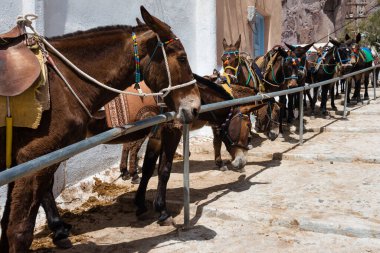 Yunanistan 'da taşımacılık için kullanılan Fira basamaklarında Santorini eşekleri