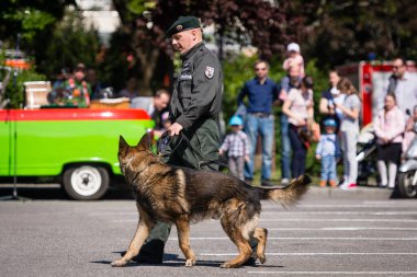 PEZINOK, SLOVAKIA - 8 Mayıs 2016: Pezinok, Slovakya 'da eğitimli polis köpeklerinin becerilerinin gösterimi