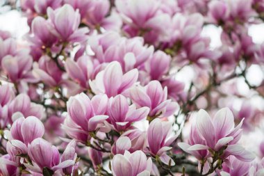 Pembe çiçeklerle dolu manolya ağacı