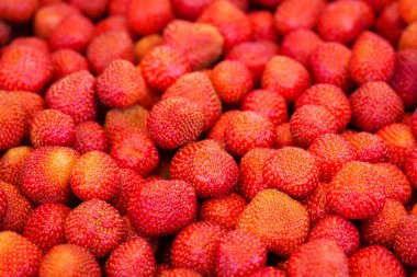 Çilekler manzarayı kapatır 