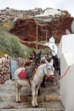 Yunanistan 'da ulaşımda kullanılan Oia basamaklarında Santorini eşekleri