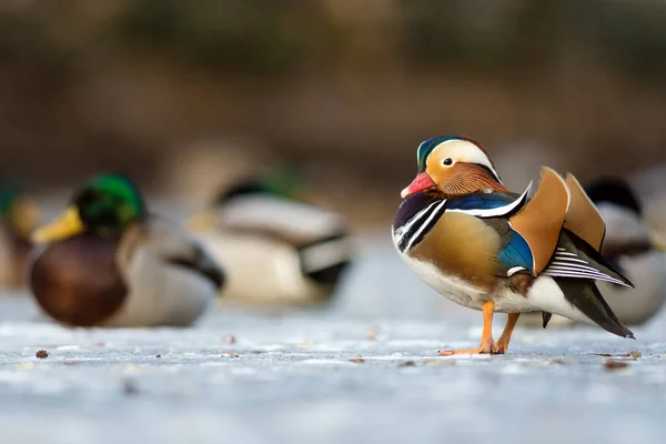 Hermoso Pato Mandarín Lago Congelado Parque — Foto de Stock