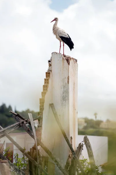 白いコウノトリが壁の上に座っている — ストック写真