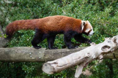 Kırmızı panda ağaç dalında yürüyor.